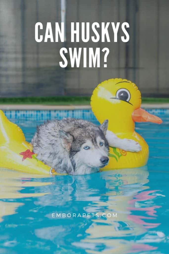 Leave No Trace Can Huskies Swim?