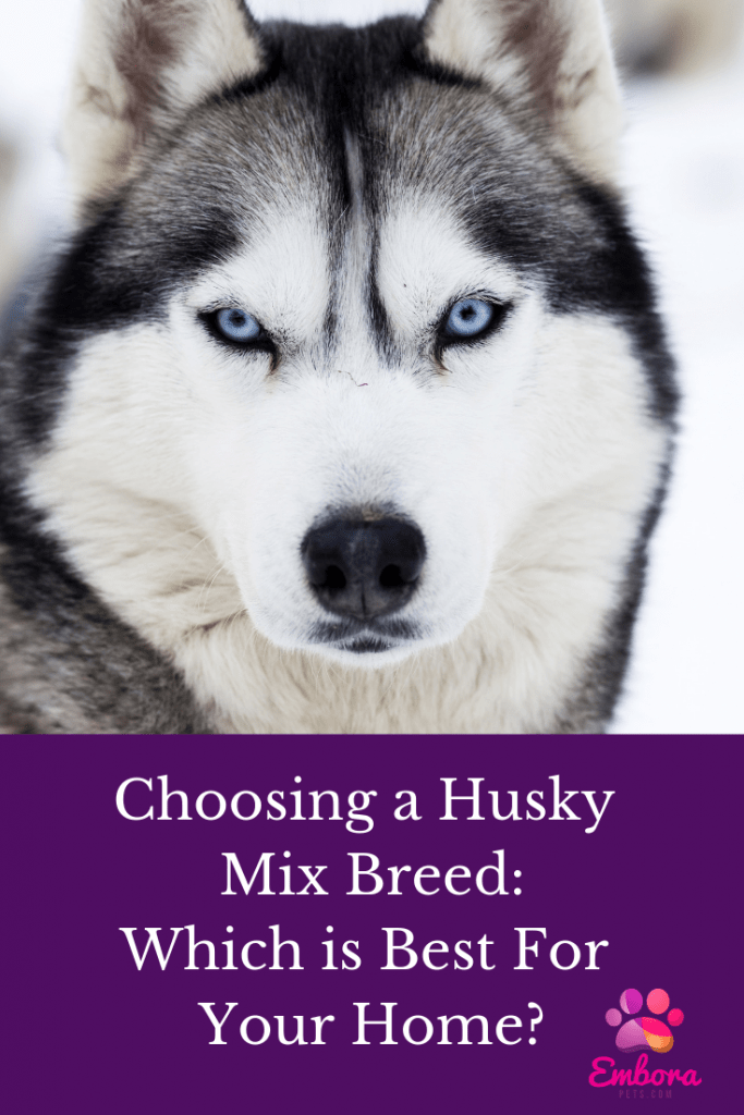 Make Your Wedding Known 1 Choosing a Husky Mix Breed: Which is Best for Your Home?