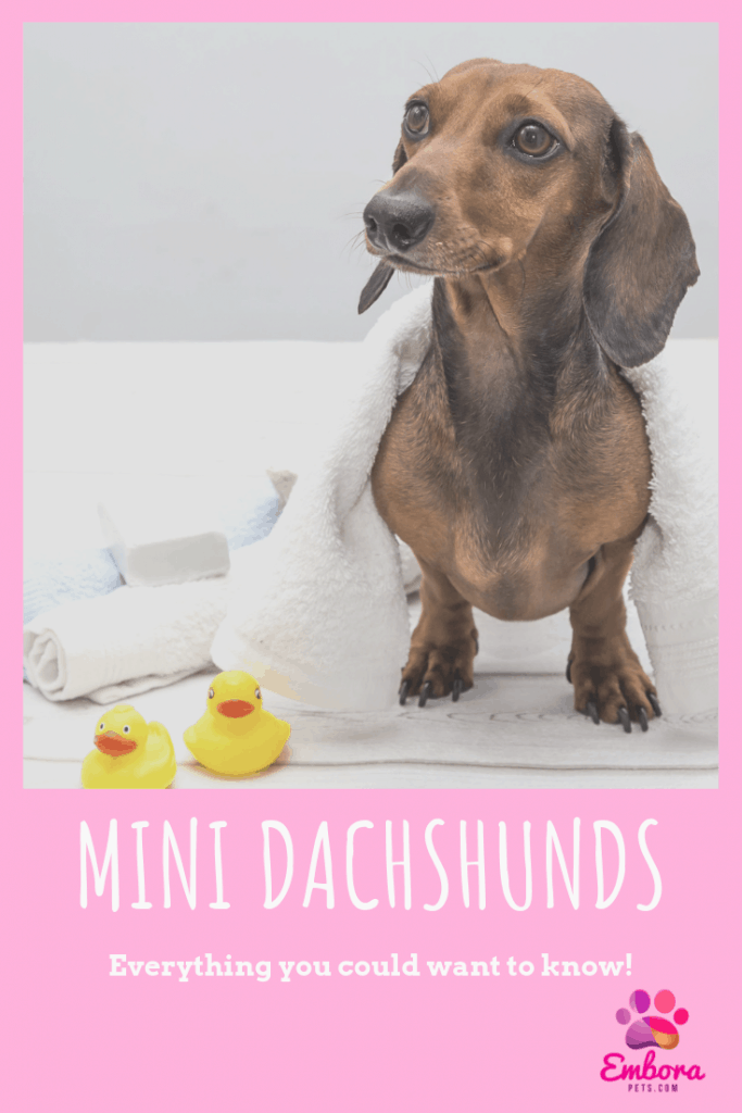 Mini Dachshunds Mini Dachshunds: Everything You Could Want To Know