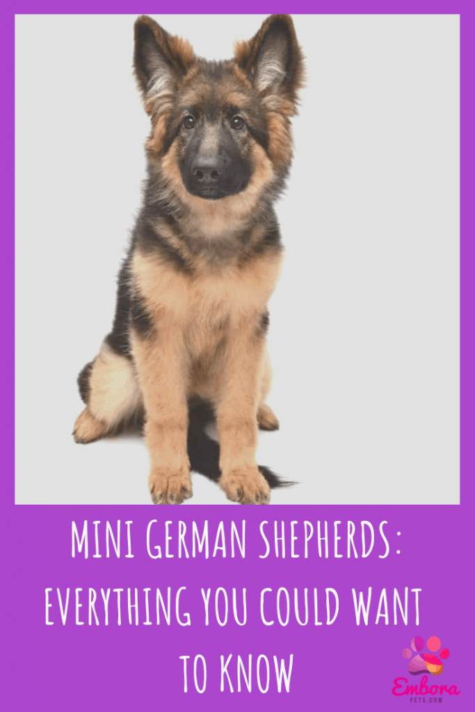 Mini German Shepherds Everything you could want to know Mini German Shepherds: Everything You Could Want to Know