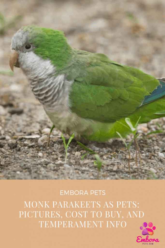 Monk Parakeets as pets Pictures Cost to buy and Temperament info Monk Parakeets as Pets: Pictures, Cost to Buy, and Temperament Info