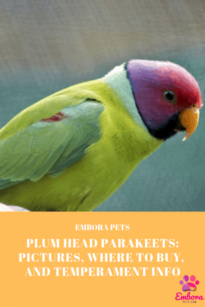 Plum Headed Parakeets Pictures Where to Buy and Temperament Info Plumheaded Parakeets: Pictures, Where to buy, and Temperament info