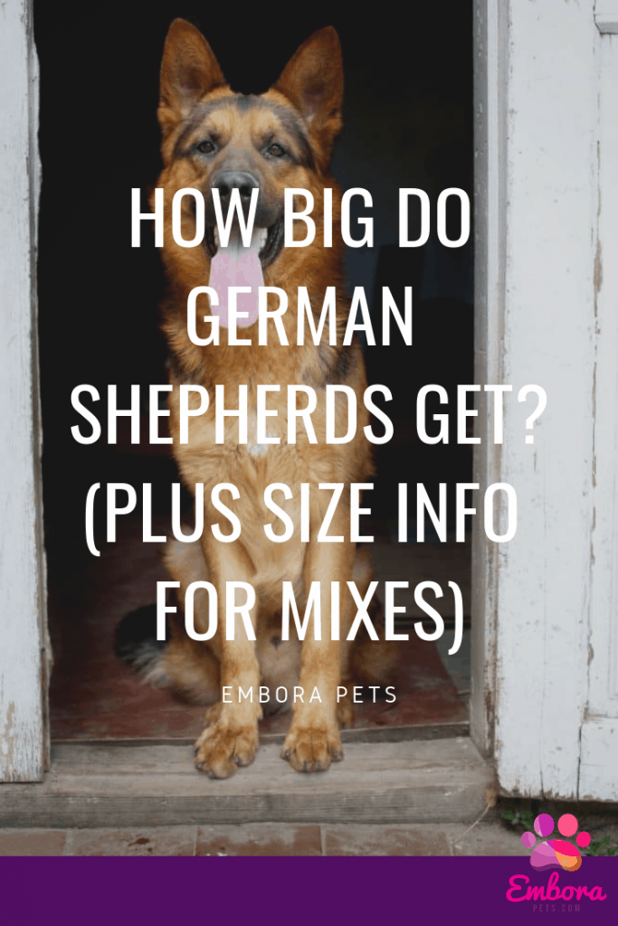 Reasons to hike on your birthday 1 How Big do German Shepherds Get? (Plus Size Info for Mixes)