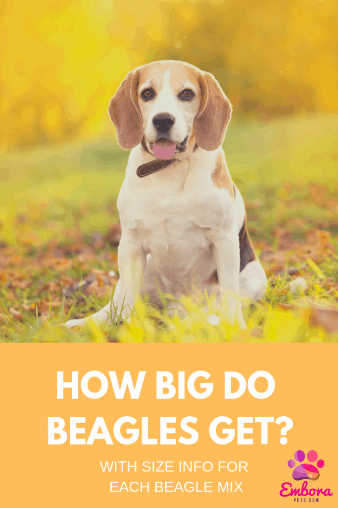 Reasons to hike on your birthday How Big do Beagles Get? (Plus Size Info for Beagle Mixes)