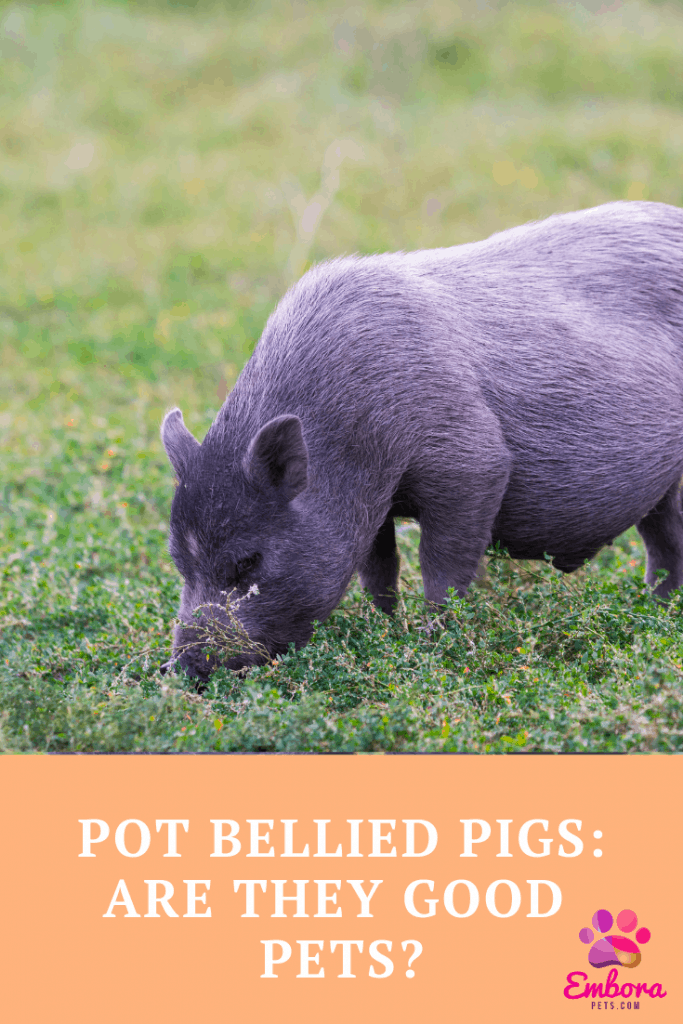 Rustic Furniture Pot Bellied Pigs as Pets: If They are Good Pets and How Long They Live
