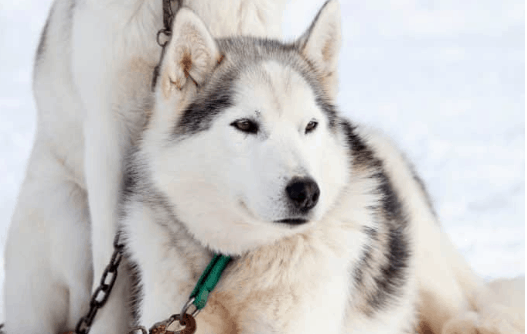 how tall is a siberian husky