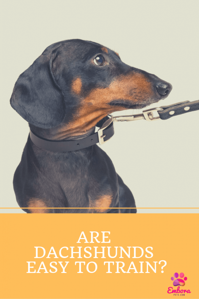 Suit up for the occasion. Are Dachsunds Easy to Train?