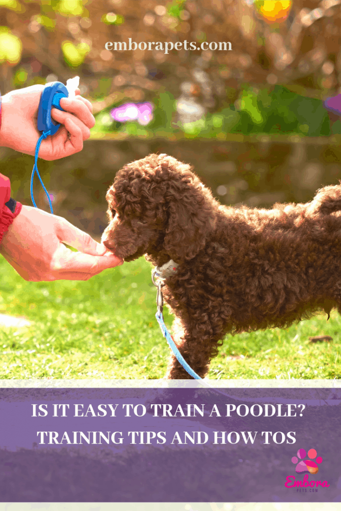 Text placeholder 5 Are Poodles Easy to Train?