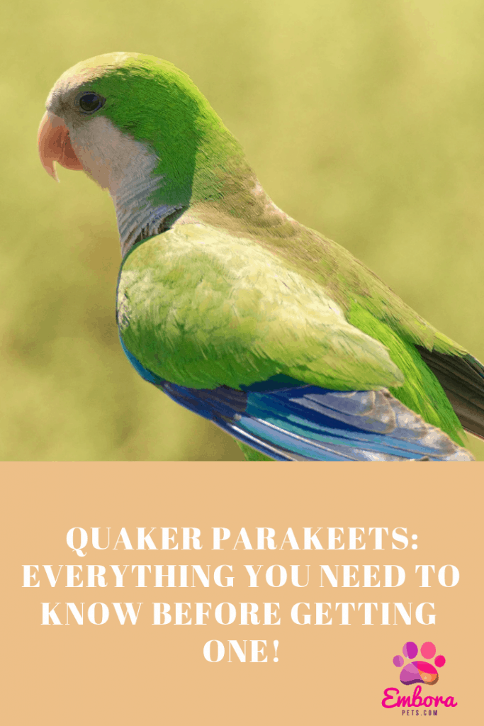 Text placeholder 6 Quaker Parakeets: Everything You Need to Know Before Getting One