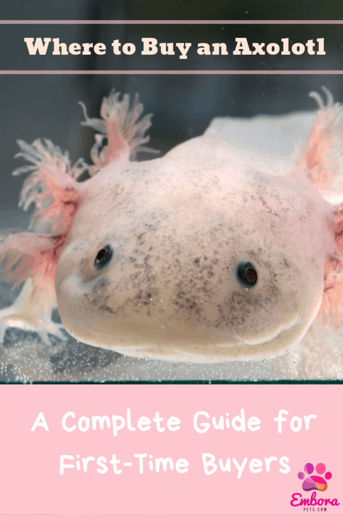 Text placeholder Where to Buy an Axolotl: A Complete Guide for the First-time Buyer