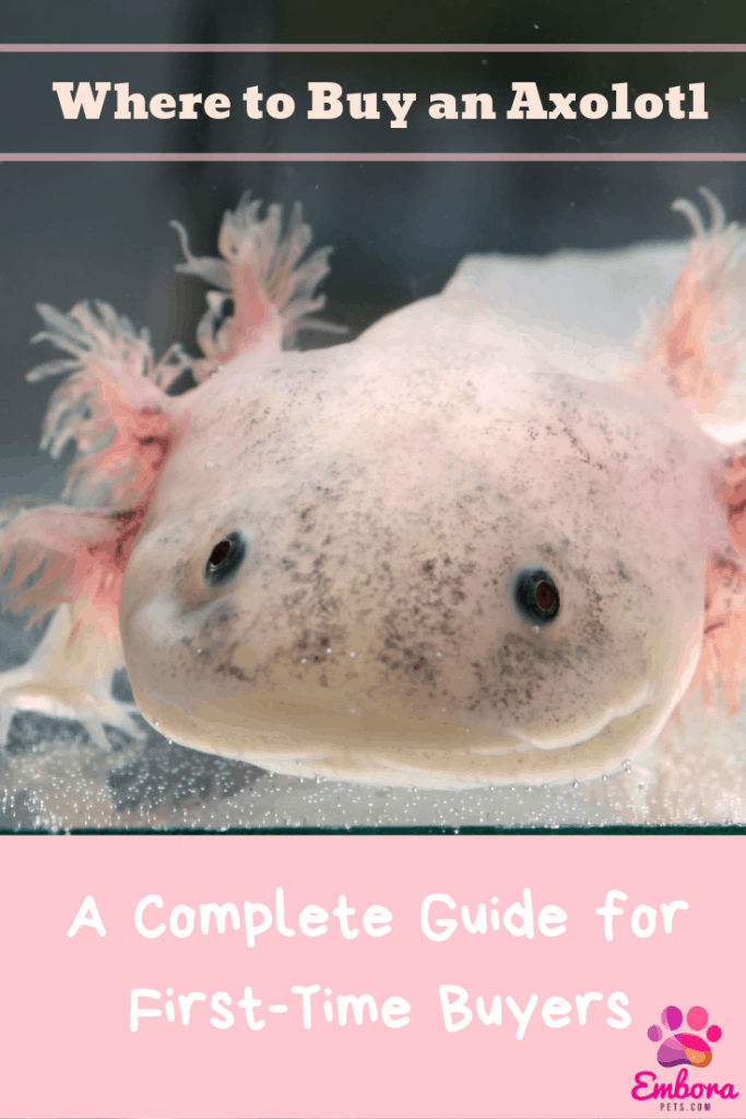 Where to Buy an Axolotl: A Complete Guide for the First-time Buyer