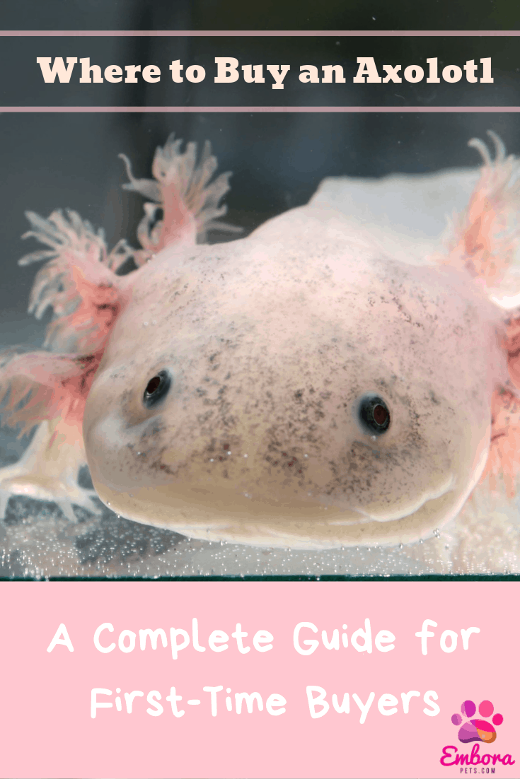 buy build a bear axolotl