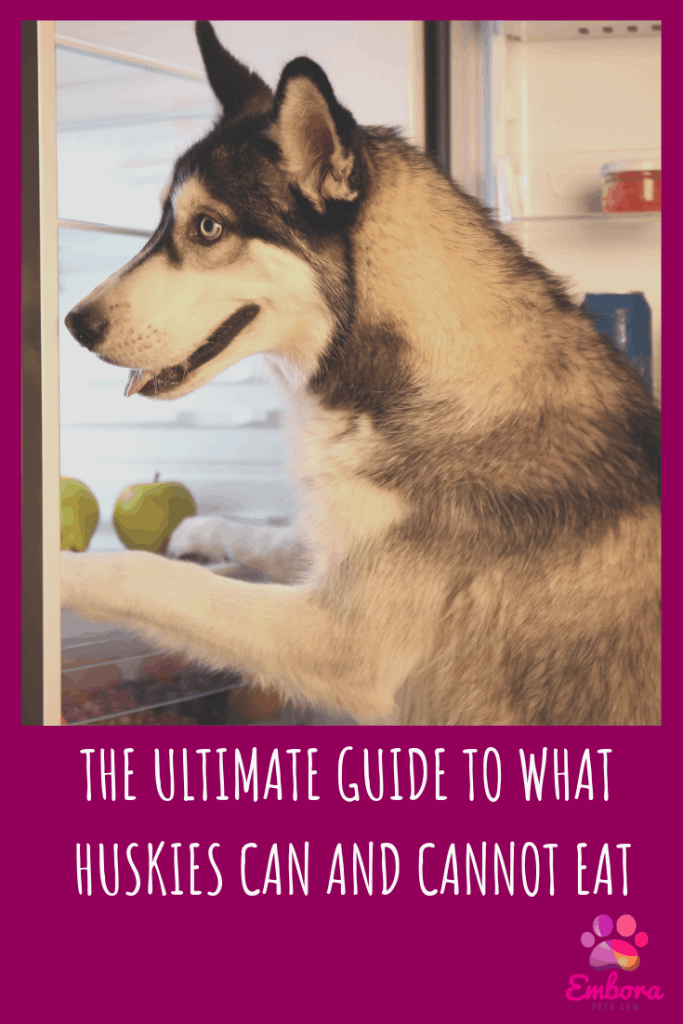 The Ultimate Guide to What Huskies Can (And Can't) Eat