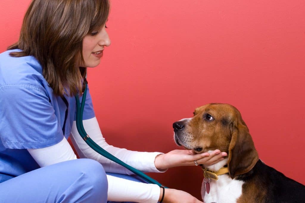 a veterinarian checking out a beagle dog SK eHGBCBs Best Age to Neuter a Beagle