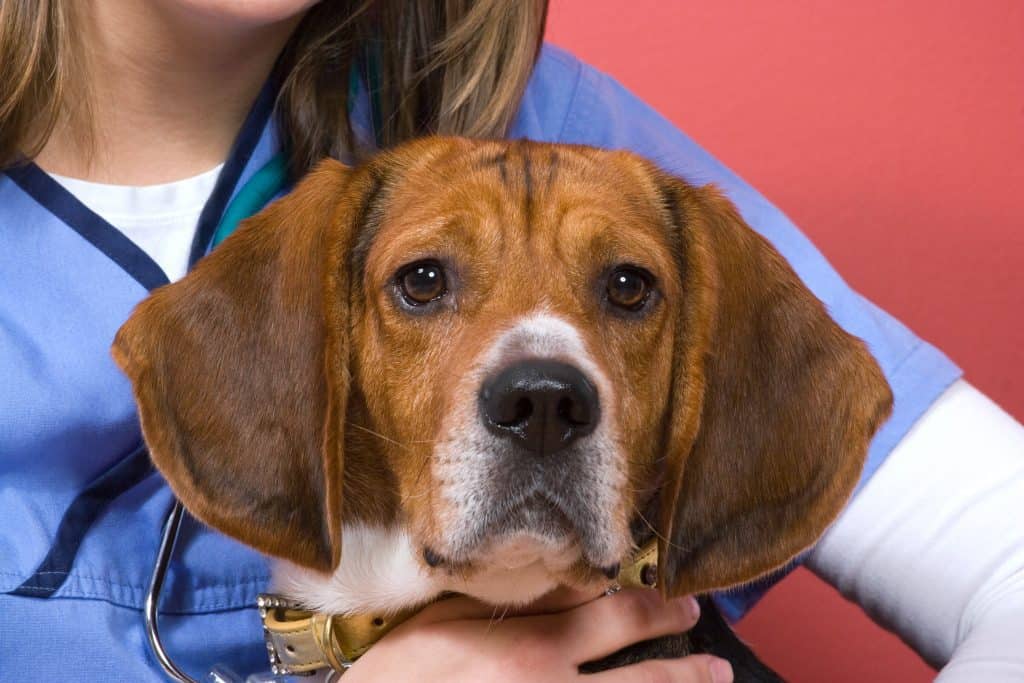 a veterinarian holding onto a purebred beagle dog during his visit he looks a little nervous rYLwMH0Hs Best Age to Neuter a Beagle