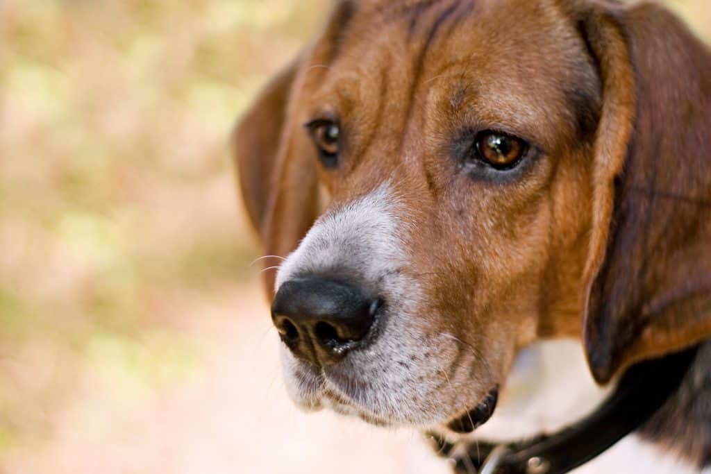 a young beagle dog gazing to the left with plenty of copyspace shallow depth of field BYHanHRri Average Cost of Buying a Beagle (With 21 Examples)
