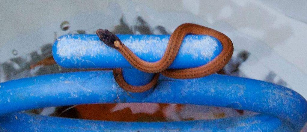 baby copperhead snake Baby Copperhead Snake Identification Guide (Look for these 5 things!)