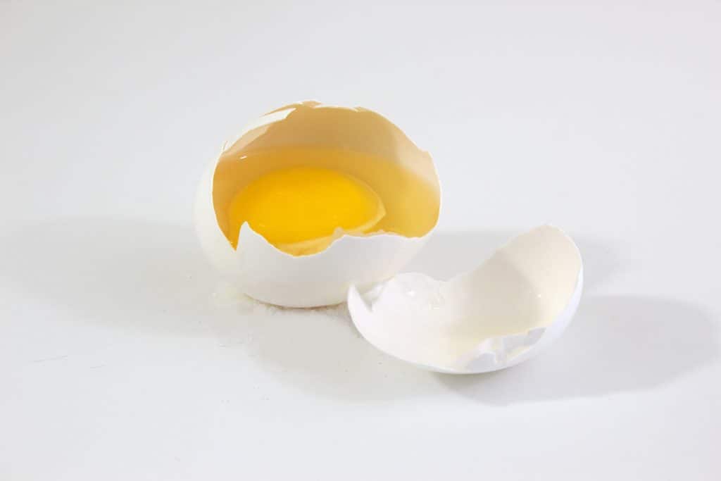 broken egg MyFyZvKd Can Beagles Eat Eggs?