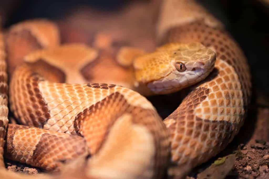 copperhead2 Baby Copperhead Snake Identification Guide (Look for these 5 things!)