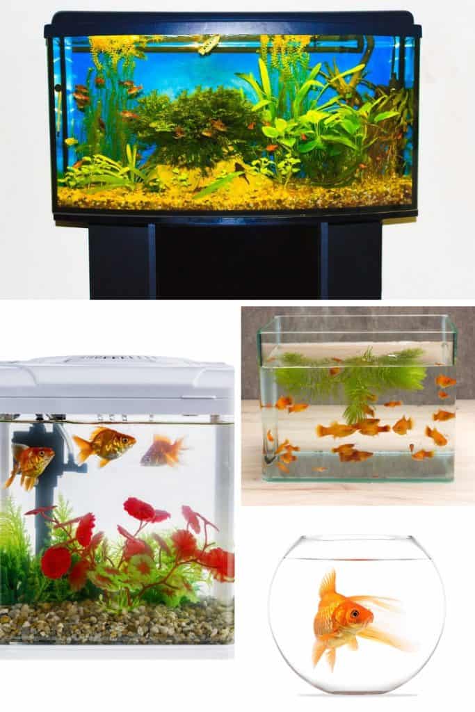 fish tanks Aquarium Dimensions: The Right Size for Your Home and Fish Species