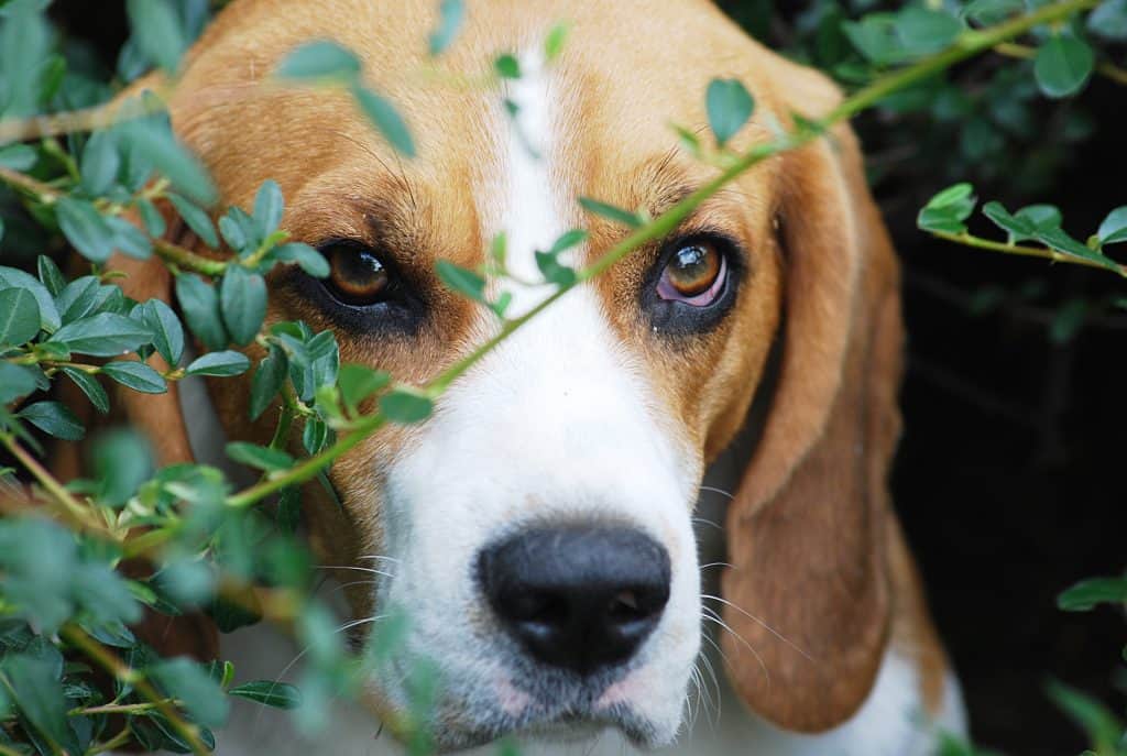 graphicstock cute dog is playing outside on the grass B0z22kqqWZ How to Find a Beagle to Buy