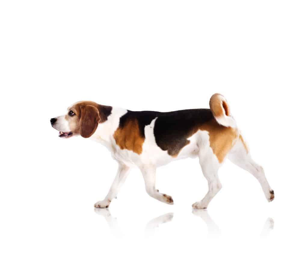 graphicstock dog is posing in studio isolated on white background BAb2y405ZZ How Big do Beagles Get? (Plus Size Info for Beagle Mixes)