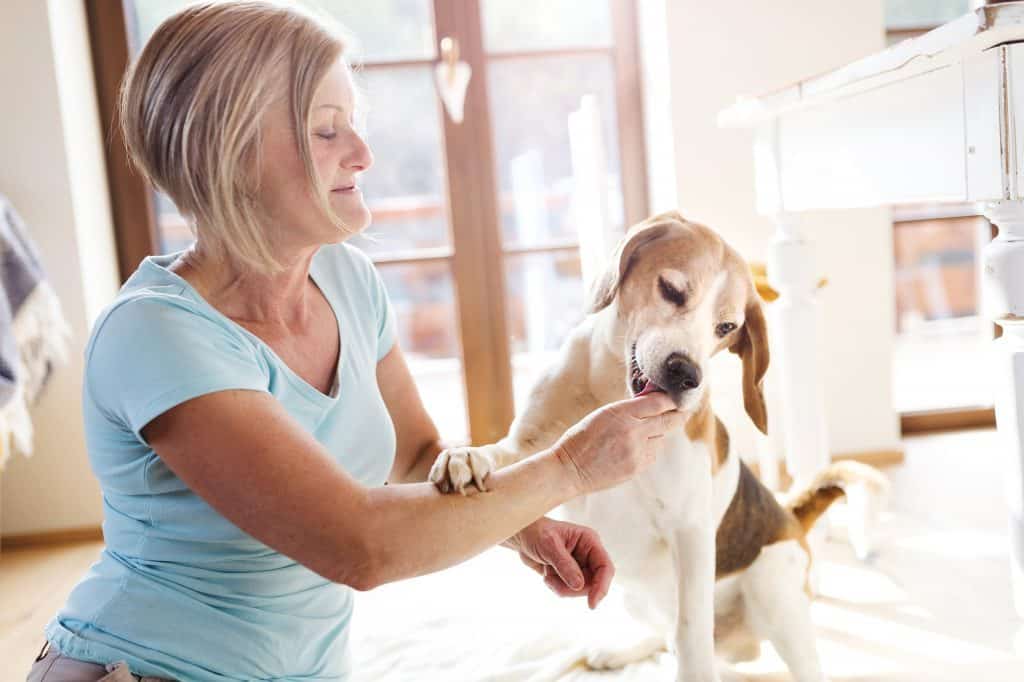 graphicstock senior woman with dog inside of her house SAegyLKTZZ Can Beagles Climb Stairs?