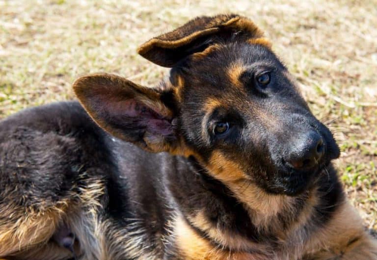 Average Cost of Buying a German Shepherd (With 21 Examples)