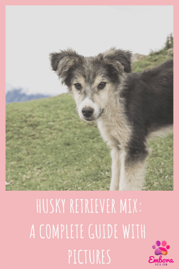 husky retriever mix A complete guide with pictures Are Husky Lab Mixes Good Dogs? A Complete Guide With Pictures