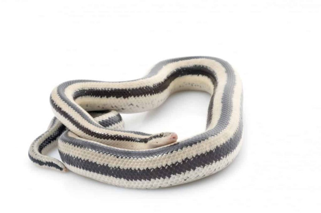 mexican rosy boa Most Popular Rosy Boa Morphs