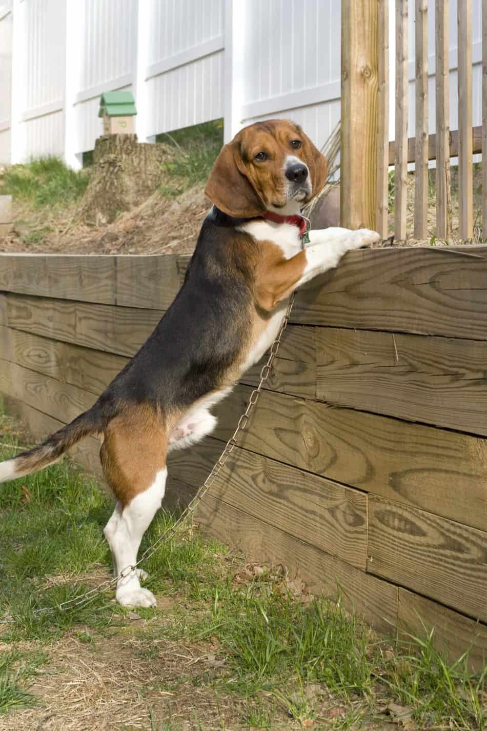 Can Beagles Climb Stairs? Embora Pets