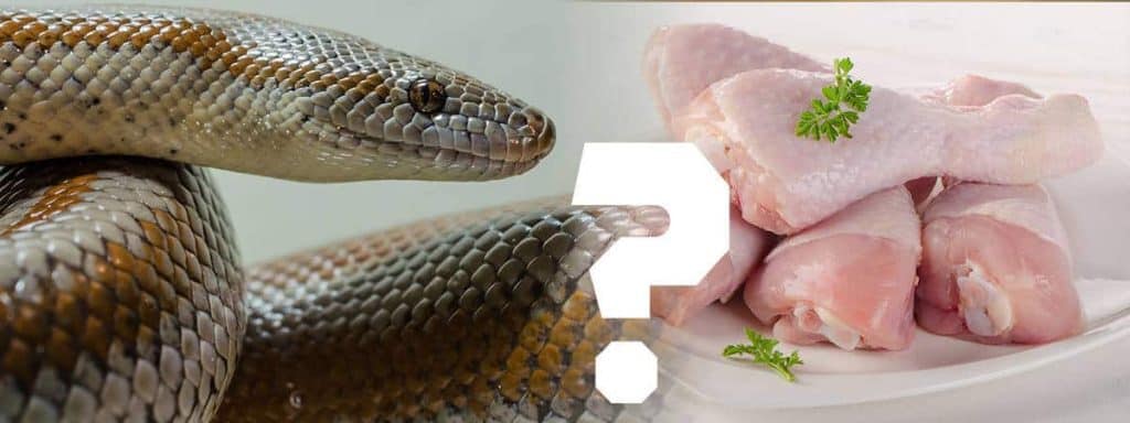 snake chicken Can Pet Snakes Eat Chicken?