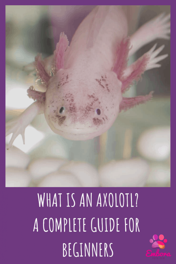 what is an axolotl A complete guide for beginners What is an Axolotl? A Complete Species Guide for Beginners