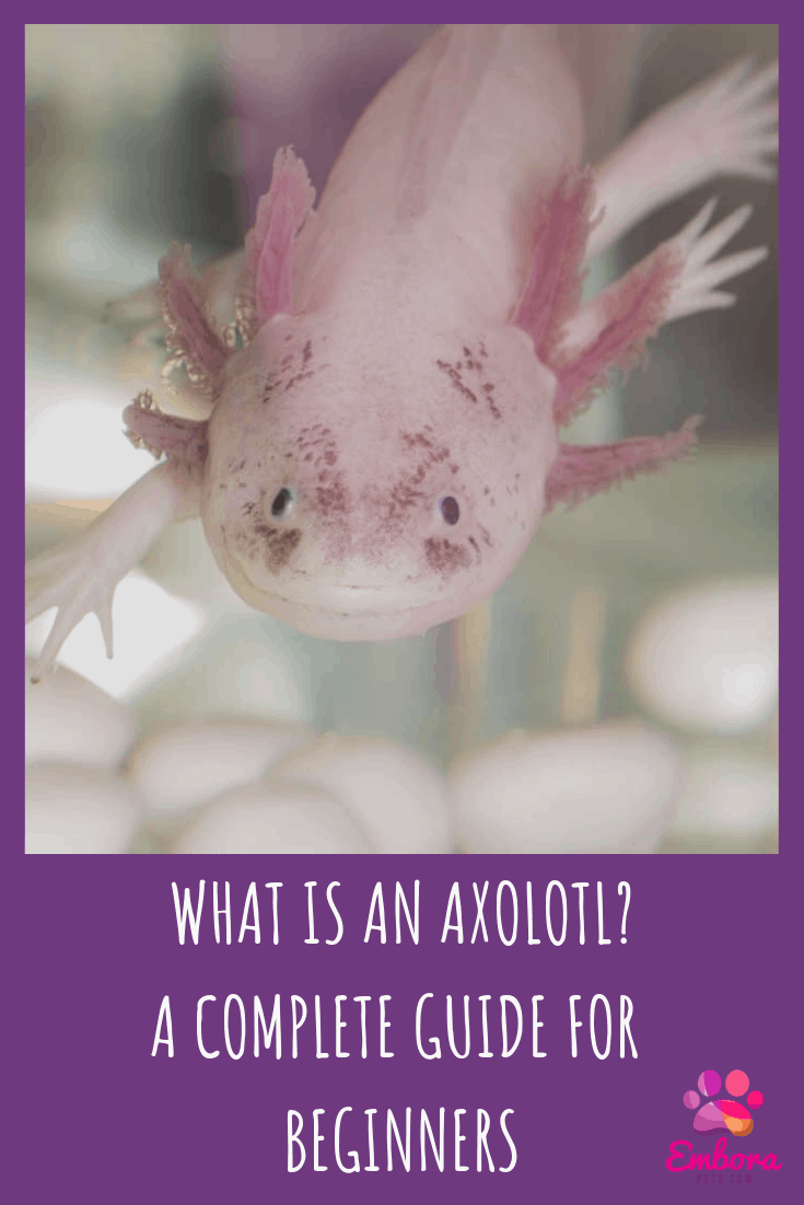 axolotls build a bear