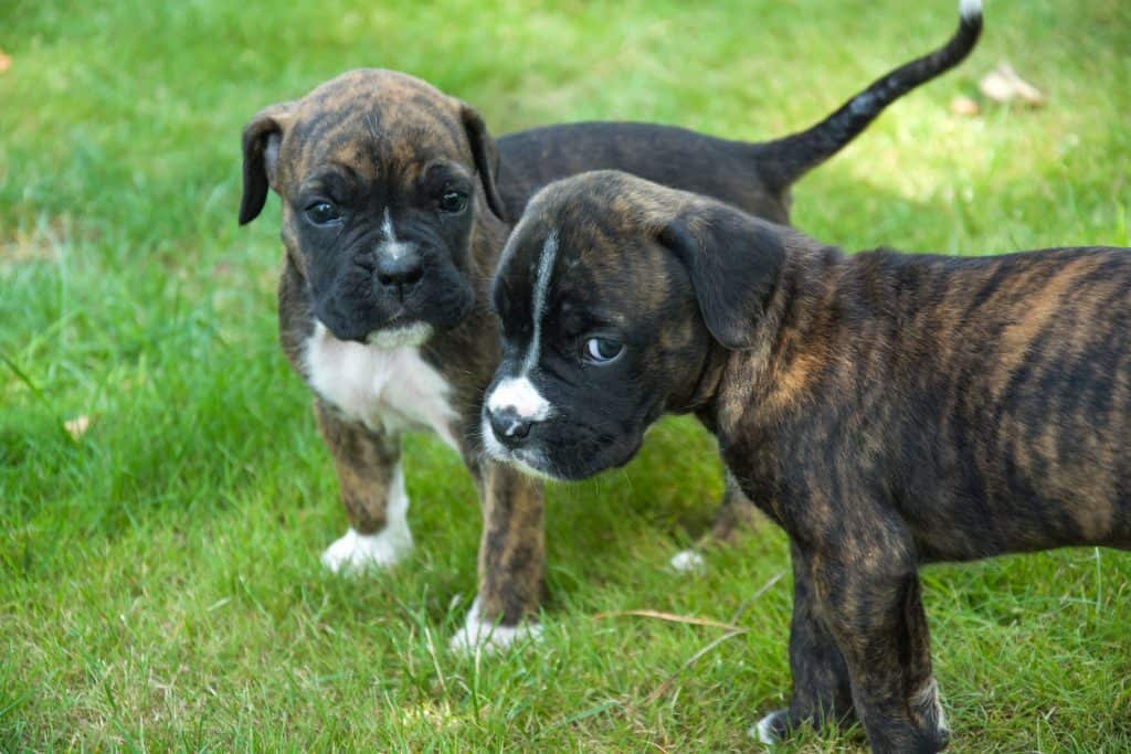 small boxer puppies