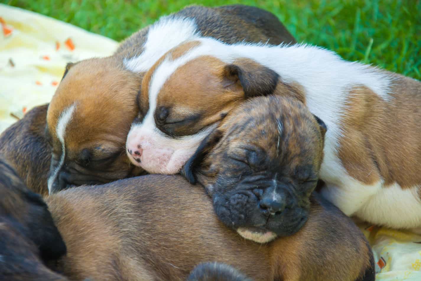 boxer mix puppies
