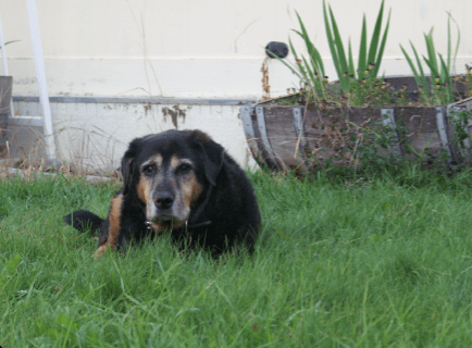 Rottweiler Mix Breed