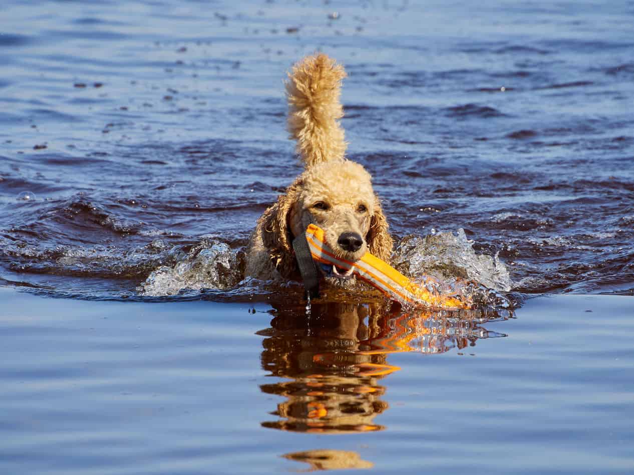 are standard poodles good swimmers