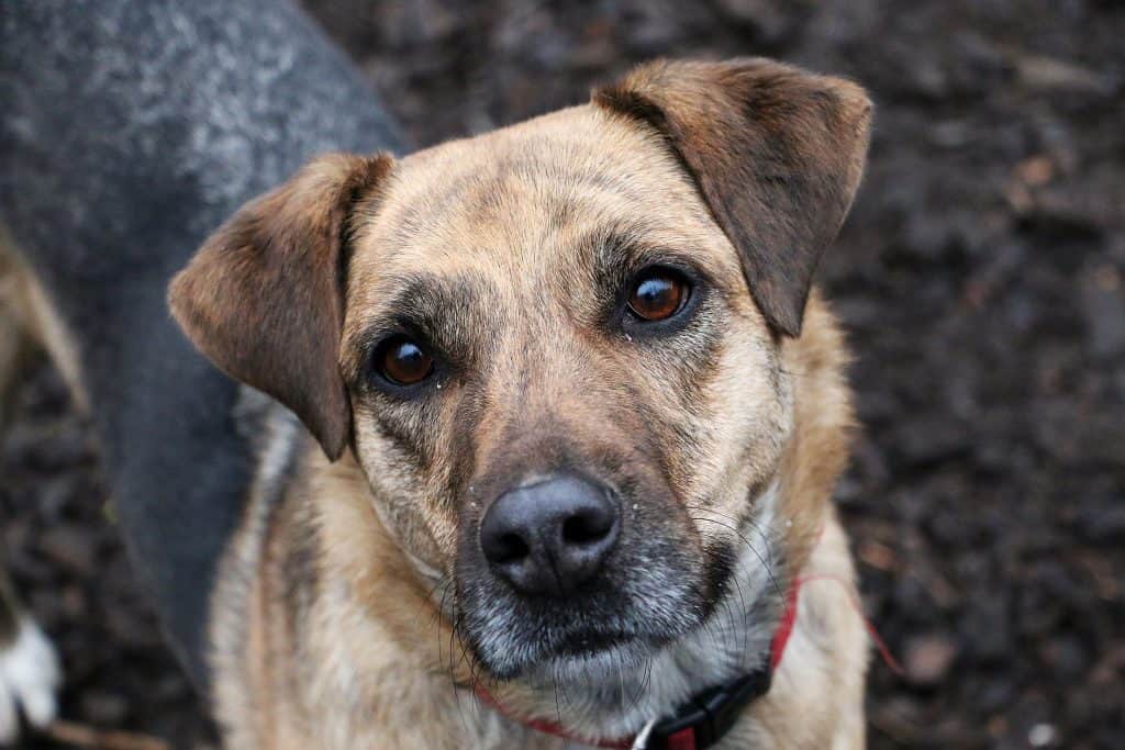 shepherd blend dog