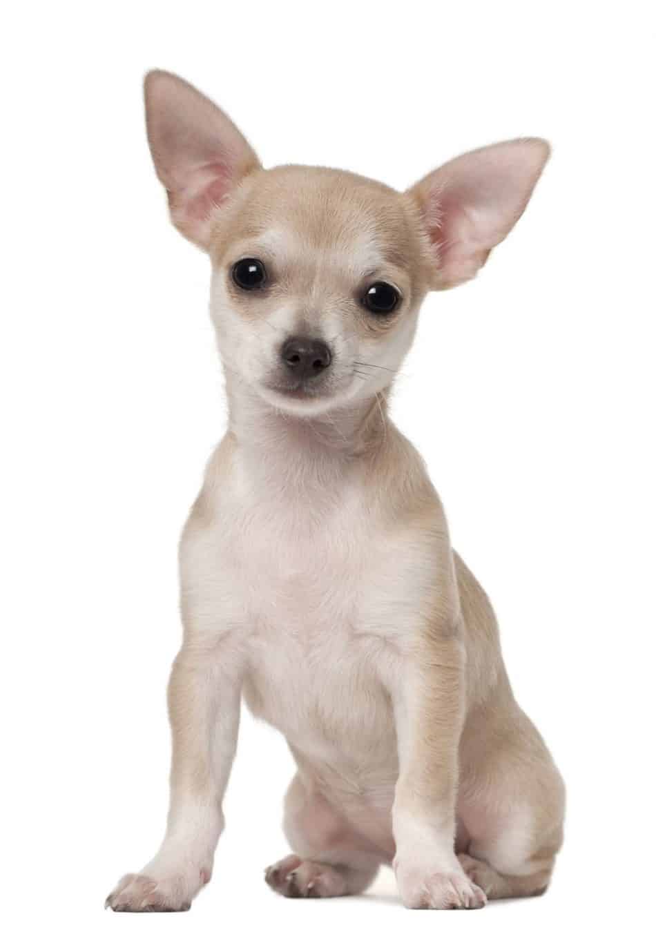 Chihuahua/Retriever Mix (Golden Chi) A Complete Guide Embora Pets