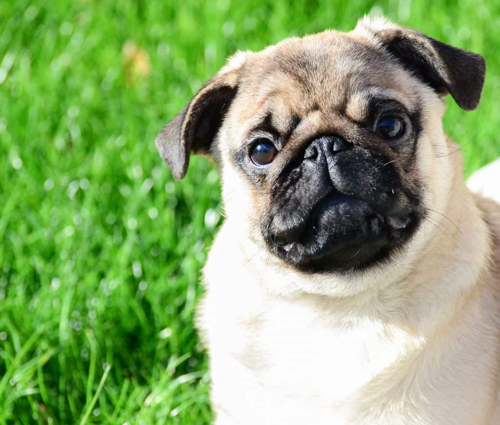 are pug dogs good pets