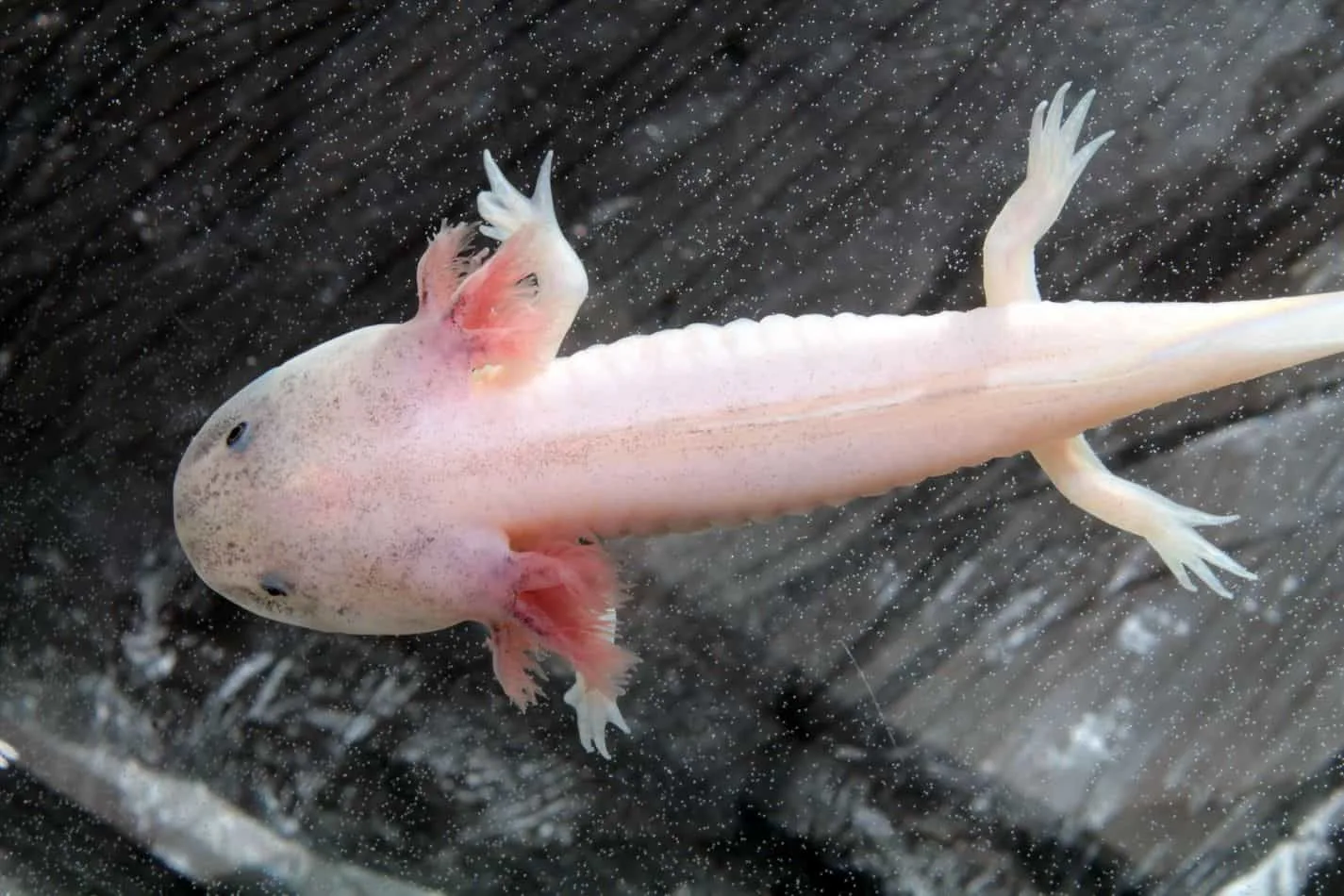 Axolotls As Pets Cost To Get One Ease Of Care And Limb Regrowth Embora Pets