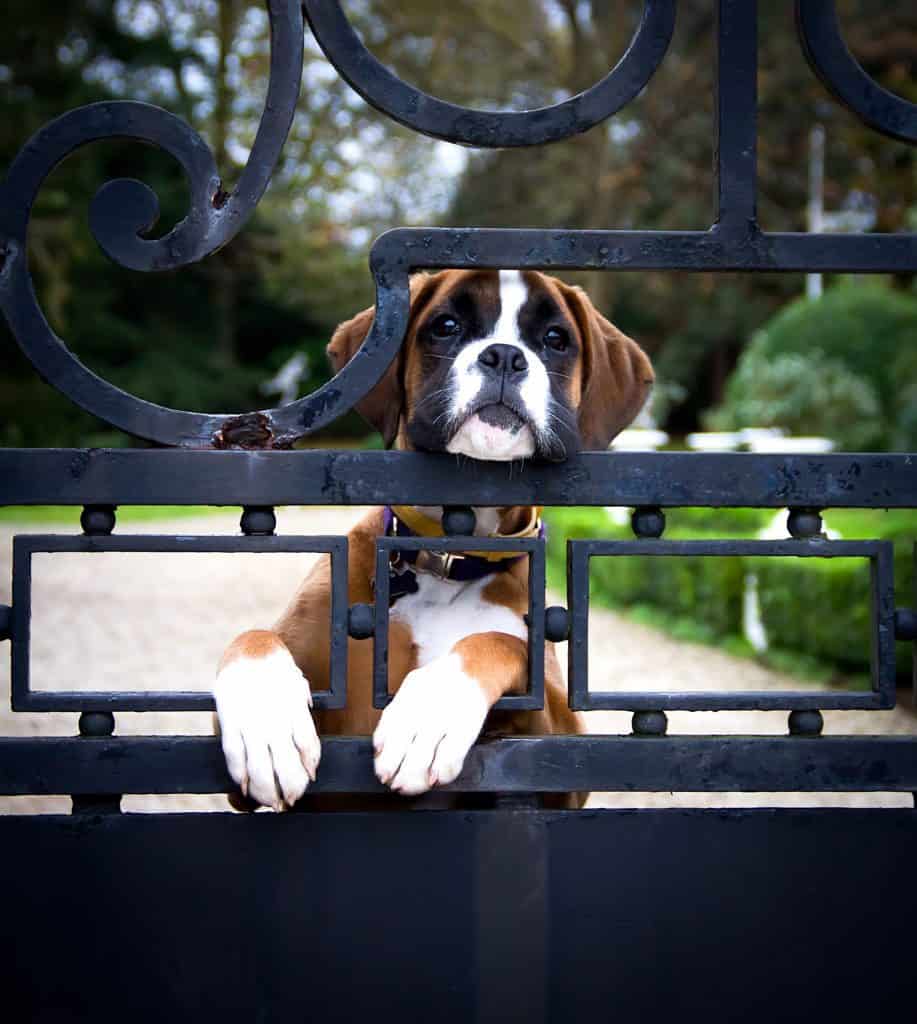 mini boxer dog fully grown