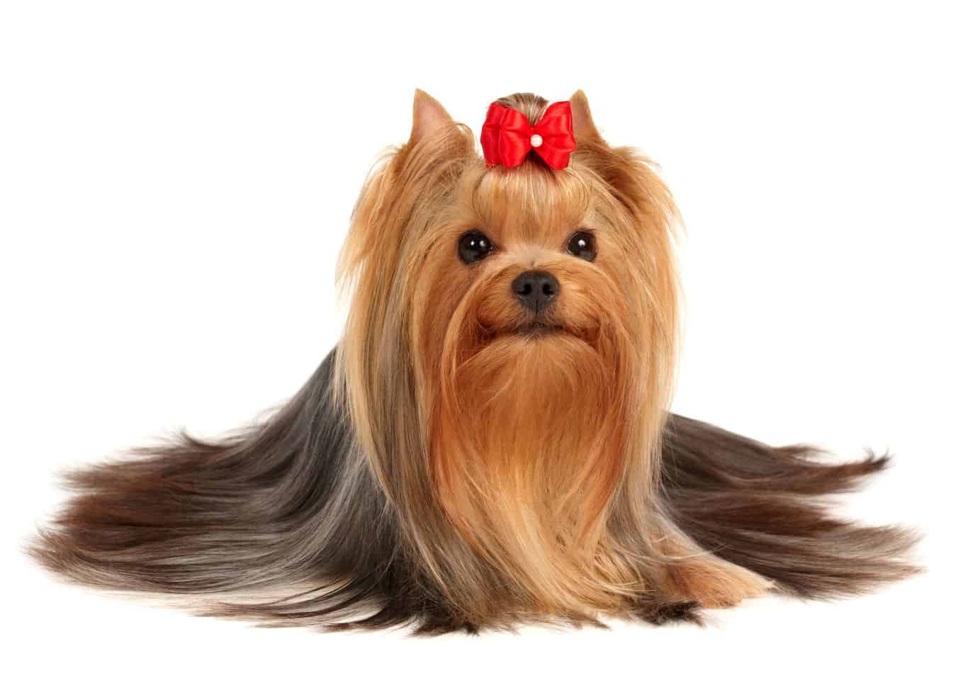 Mini Yorkshire Terriers: Everything You Could Want to Know - Embora Pets