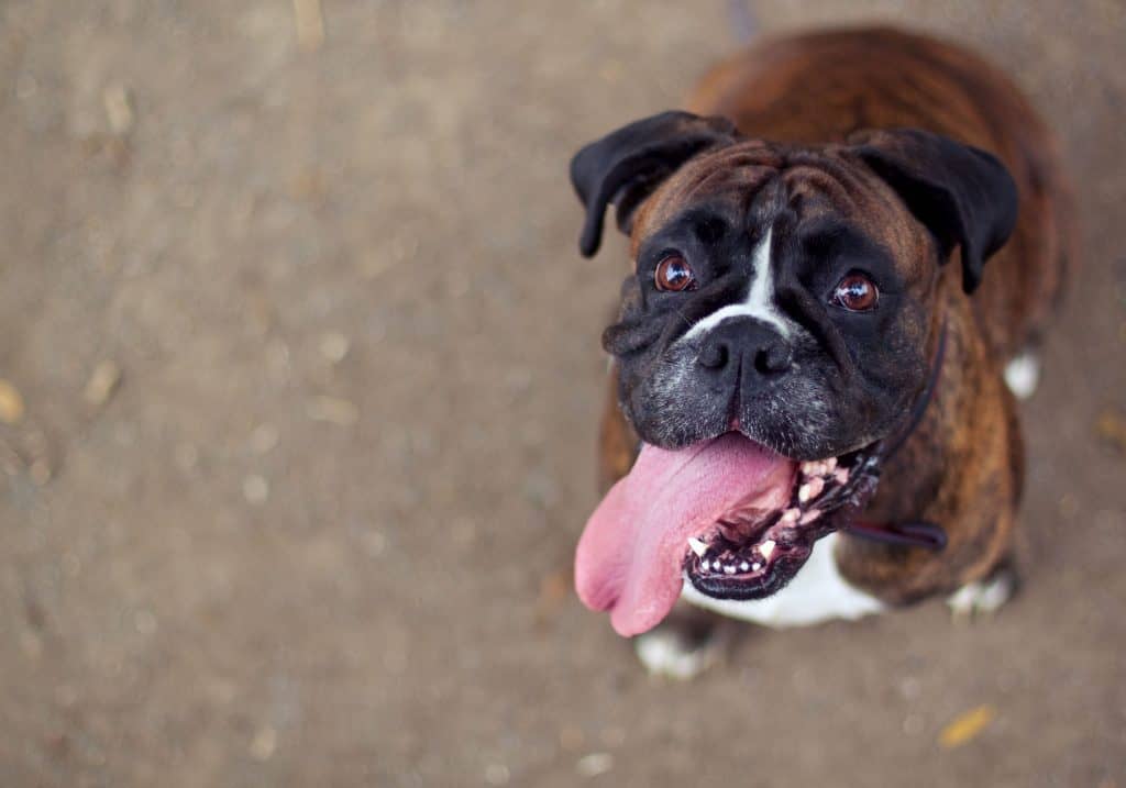 Mini Boxers: Everything You Could Want to Know - Embora Pets