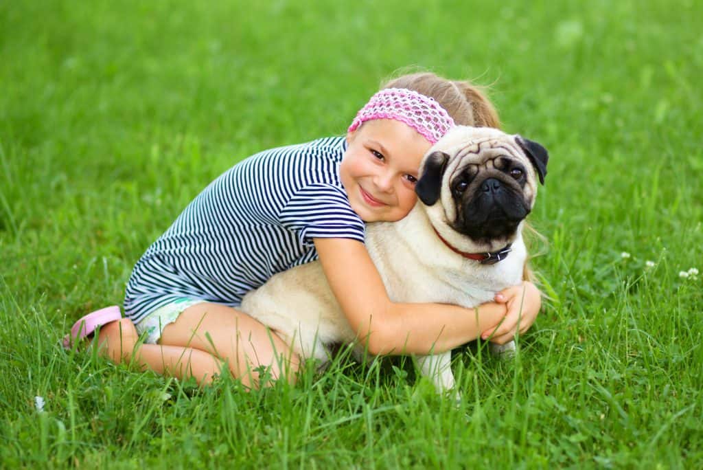 Are Pugs Easy to Train? Embora Pets