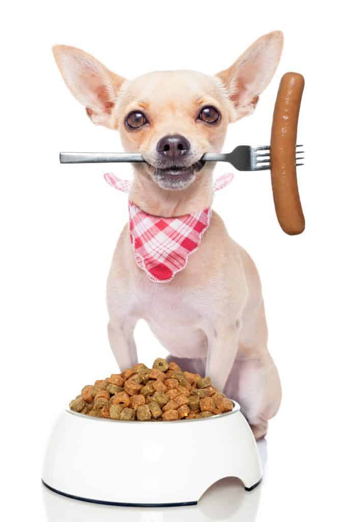 The Ultimate Guide to What Chihuahuas Can (And Can’t) Eat
