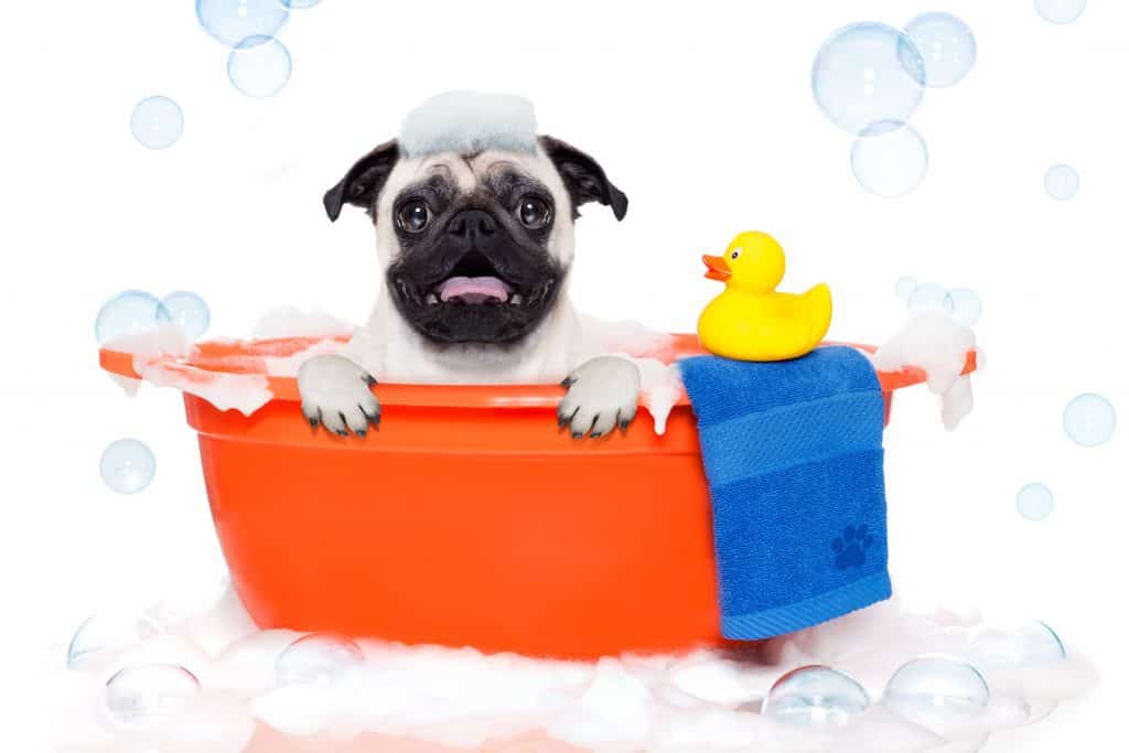 34354508 m Are Pugs Hypoallergenic? Tips for Families with Allergies