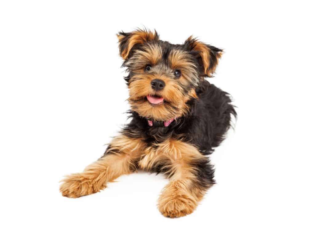 owning a yorkshire terrier