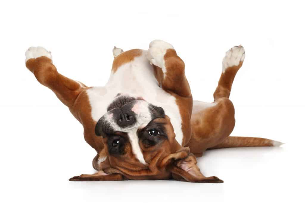 how to keep a boxer dog from shedding